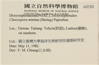 小毛孢藻, 小鹿角苔藏品圖，第2張
