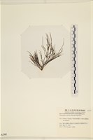 小毛孢藻, 小鹿角苔藏品圖，第3張