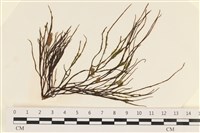 小毛孢藻, 小鹿角苔藏品圖，第1張