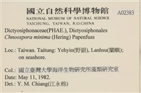 小毛孢藻, 小鹿角苔藏品圖，第2張