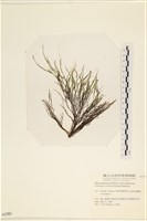 小毛孢藻, 小鹿角苔藏品圖，第1張