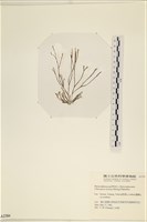 小毛孢藻, 小鹿角苔藏品圖，第1張