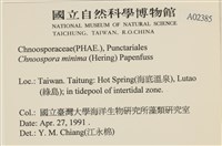 小毛孢藻, 小鹿角苔藏品圖，第2張