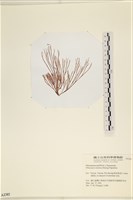 小毛孢藻, 小鹿角苔藏品圖，第1張