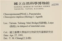海鹿角苔藏品圖，第2張