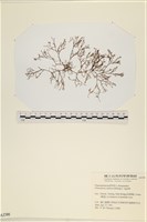 海鹿角苔藏品圖，第3張