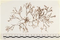 海鹿角苔藏品圖，第1張