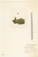 登錄號:A00002419藏品圖，第1張