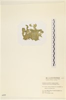 登錄號:A00002423藏品圖，第3張