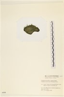 登錄號:A00002424藏品圖，第3張