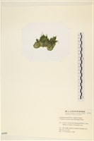 登錄號:A00002425藏品圖，第3張