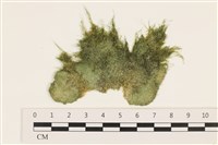 登錄號:A00002425藏品圖，第1張