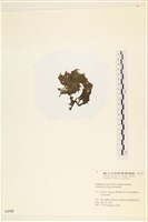 登錄號:A00002426藏品圖，第3張