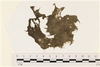 登錄號:A00002426藏品圖，第1張