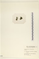 登錄號:A00002428藏品圖，第3張