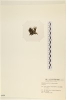 登錄號:A00002429藏品圖，第3張