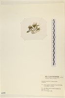 登錄號:A00002430藏品圖，第3張