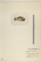 登錄號:A00002431藏品圖，第3張