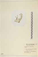 登錄號:A00002434藏品圖，第3張