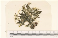 登錄號:A00002436藏品圖，第1張