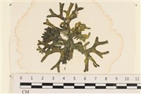 登錄號:A00002437藏品圖，第1張