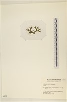 登錄號:A00002438藏品圖，第3張