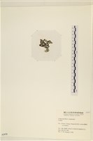 登錄號:A00002439藏品圖，第3張