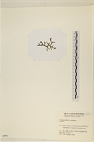 登錄號:A00002441藏品圖，第3張