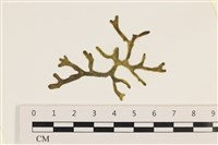 登錄號:A00002441藏品圖，第1張