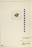 登錄號:A00002443藏品圖，第3張