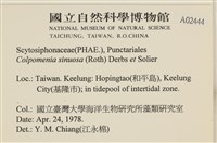 袋苔, 囊藻藏品圖，第2張