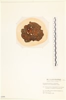 袋苔, 囊藻藏品圖，第3張