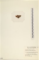 袋苔, 囊藻藏品圖，第3張