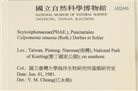 袋苔, 囊藻藏品圖，第2張