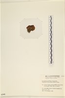 袋苔, 囊藻藏品圖，第3張