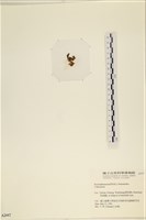 登錄號:A00002447藏品圖，第3張