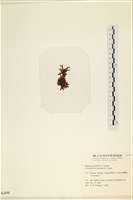 館號:A00002449藏品圖，第3張