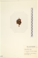館號:A00002450藏品圖，第3張
