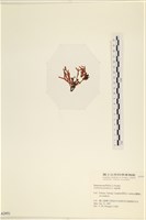 登錄號:A00002451藏品圖，第3張