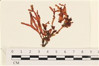 登錄號:A00002451藏品圖，第1張