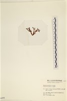 登錄號:A00002452藏品圖，第3張