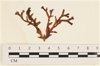 登錄號:A00002452藏品圖，第1張