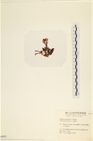 登錄號:A00002453藏品圖，第3張