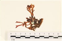 登錄號:A00002453藏品圖，第1張