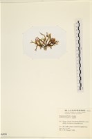 登錄號:A00002454藏品圖，第3張