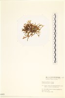 登錄號:A00002455藏品圖，第3張