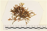 登錄號:A00002455藏品圖，第1張