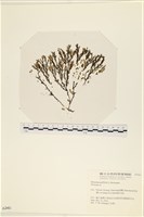 登錄號:A00002461藏品圖，第1張