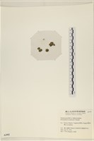 登錄號:A00002462藏品圖，第3張