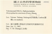 網球藻藏品圖，第2張